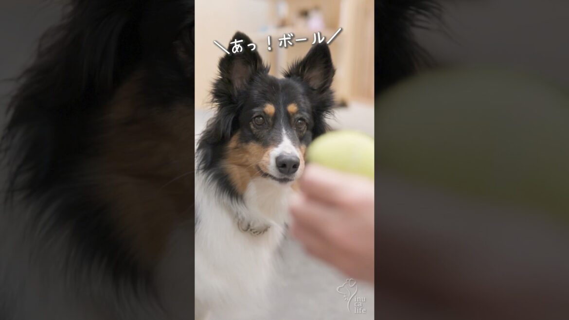 ボールが大好きなオゥシーが可愛い　#ボーダーコリー #オーストラリアンシェパード #dog