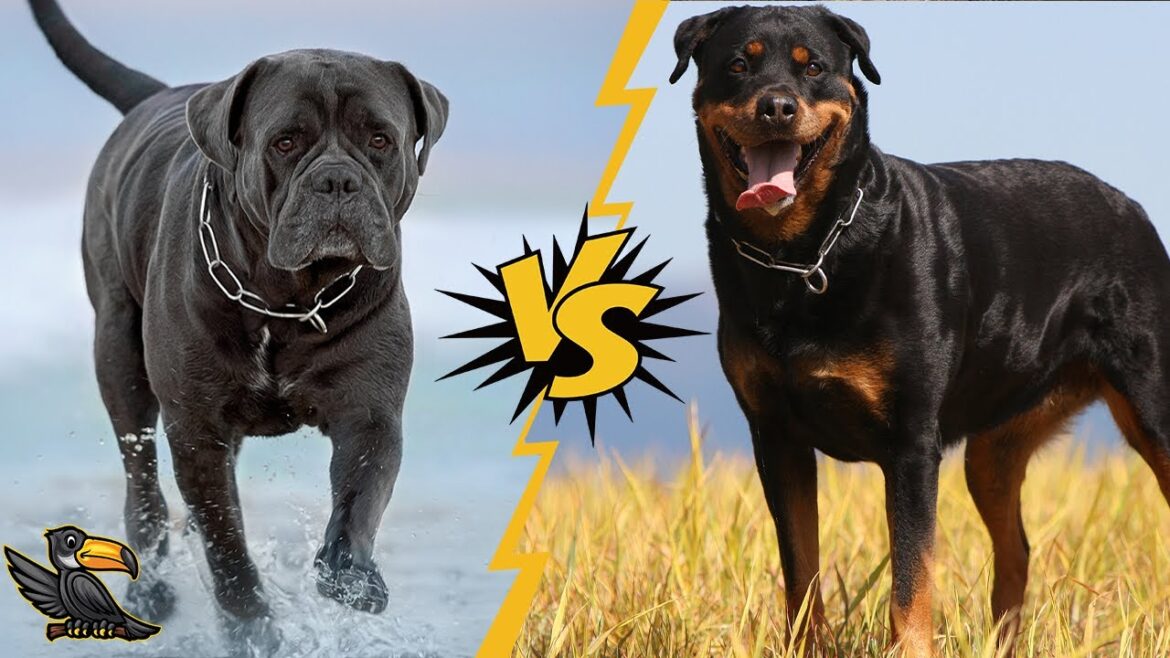 Cane Corso vs Rottweiler – Which Guard Dog Will Protect You Better? Cane Corso vs Rottweiler - Which Guard Dog Will Protect You Better?