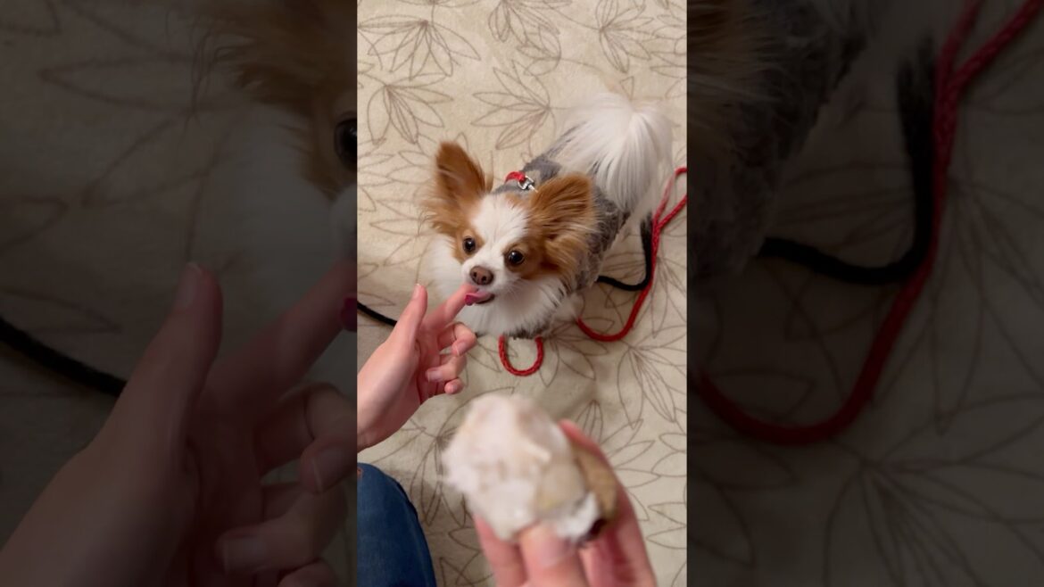 里芋が大好きな犬たち #shorts