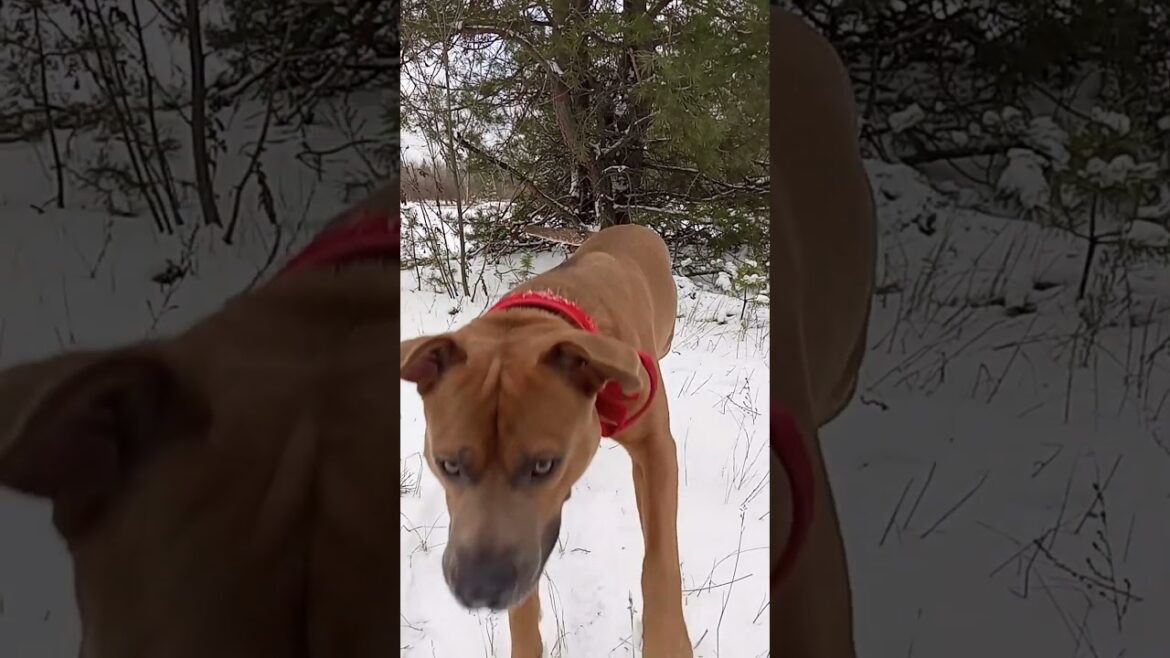 Юрист собака😎🐶😹 #amstaff #собака #dog #животные #амстафф #snow #doglife #стаффорд