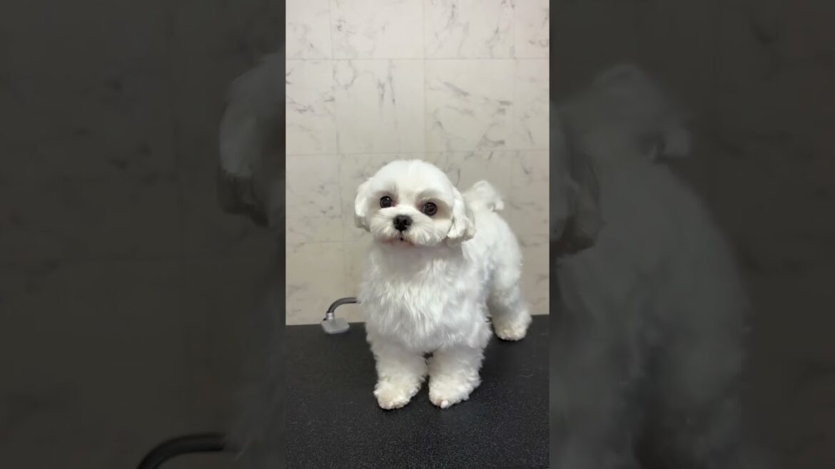 マルチーズ ホワイト(白)