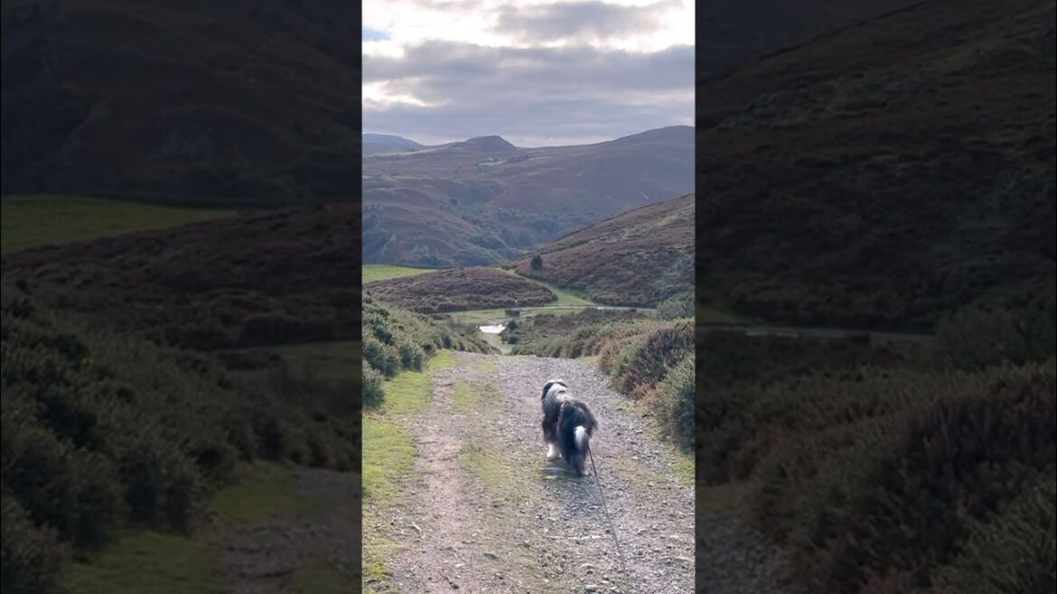 Scenic dog walk in Wales, UK! #beardedcollie #dogwalk #collie #countryside #northwales  #shorts