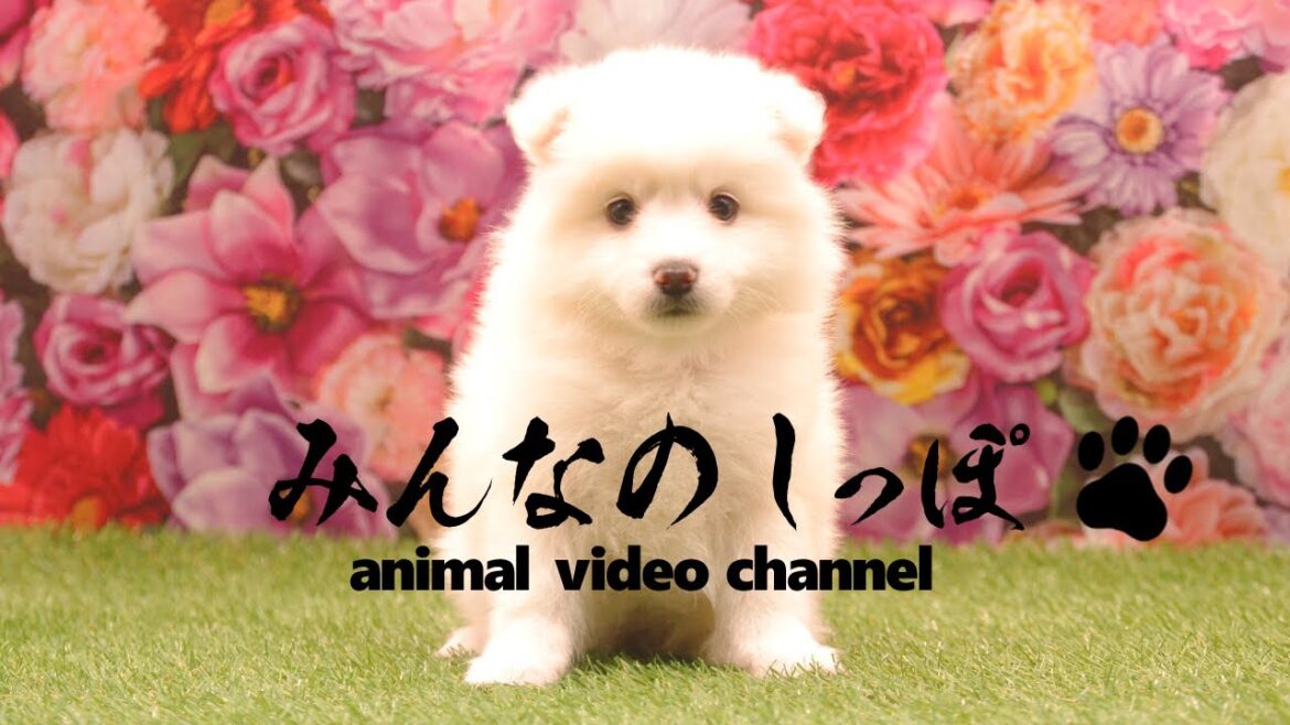 みんなのしっぽ【 日本スピッツ / Saku/ R60106 】