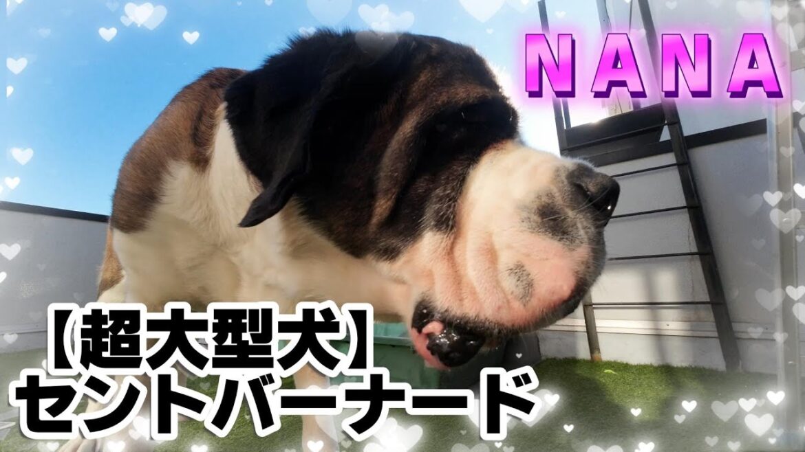 【多頭飼いでみんなが甘えん坊だとこうなる】★１８６回目★