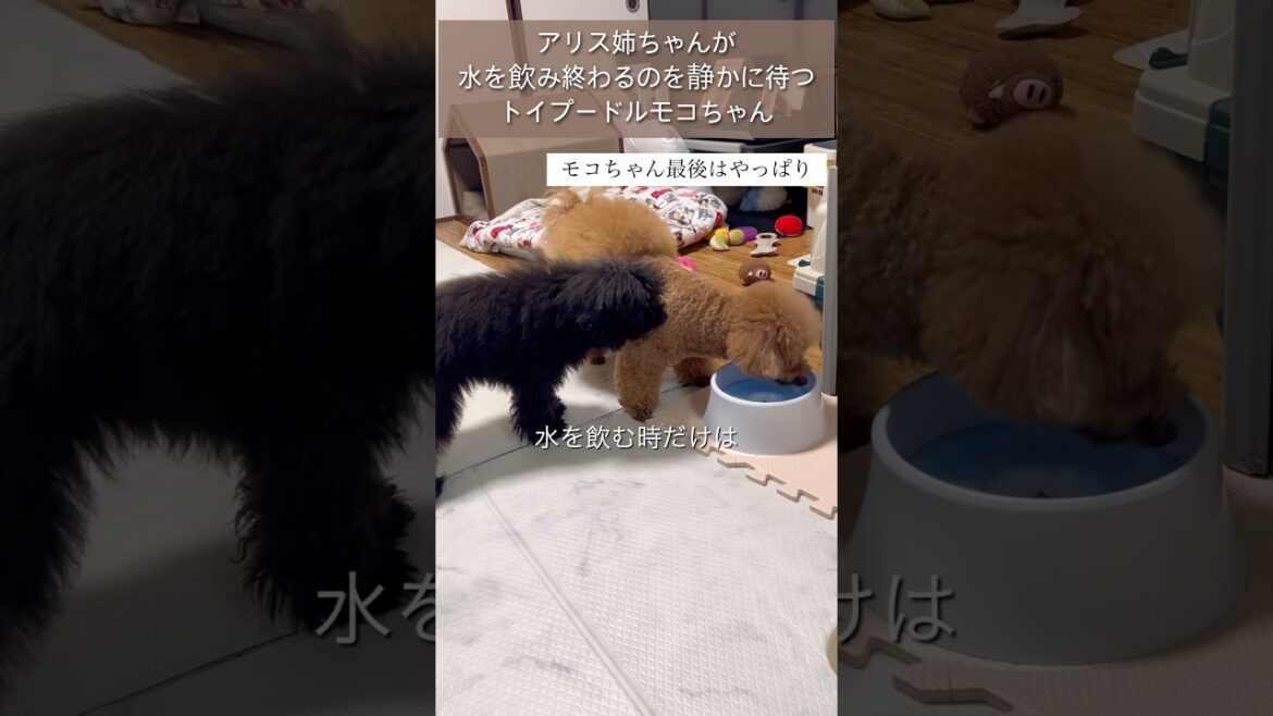 トイプードルモコちゃん5ヶ月、アリス姉ちゃんが水を飲んでいる間、静かに順番を待ちます　#多頭飼い