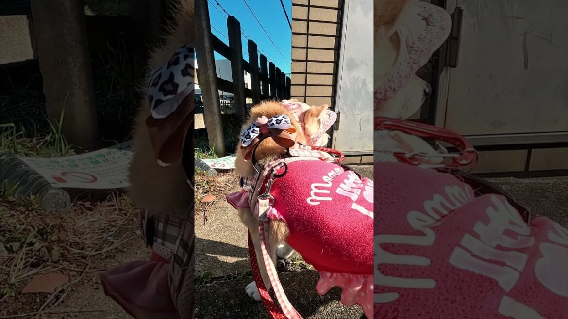 電車を眺める【介助犬と桃にゃん】 #柴犬介助犬 #介助犬るな #介助犬と桃にゃん #介助犬 #dog #doglover #cutedog #柴犬