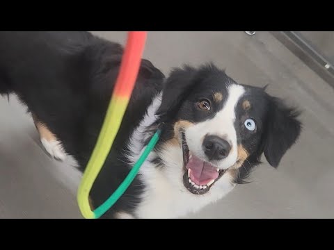 Service Dog In Training Goes Shopping Service Dog In Training Goes Shopping