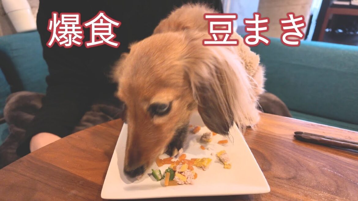 【満腹でゲップ】ドライフードで豆まきして爆食マダム暴走【カニンヘンダックスえびすの日常】 【満腹でゲップ】ドライフードで豆まきして爆食マダム暴走【カニンヘンダックスえびすの日常】