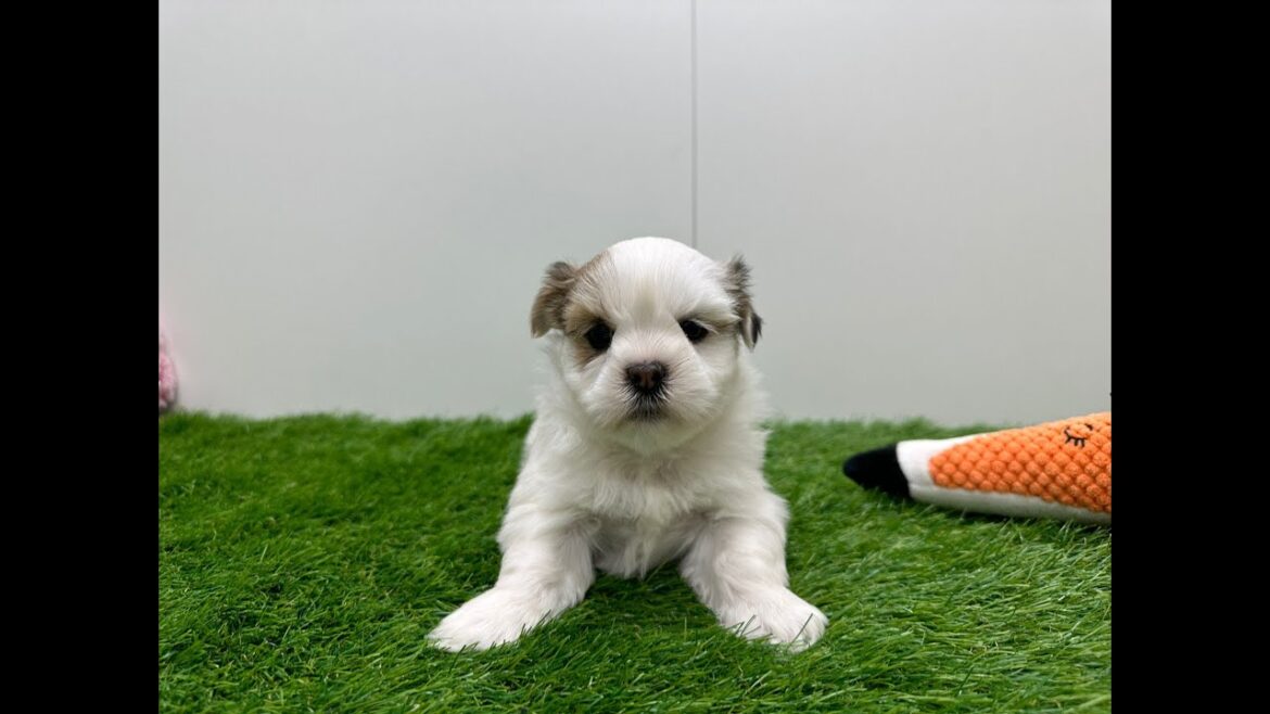 🐶 Lhasa Apso 🐶 teefje 🐶 PUP ID 010670701 🐶