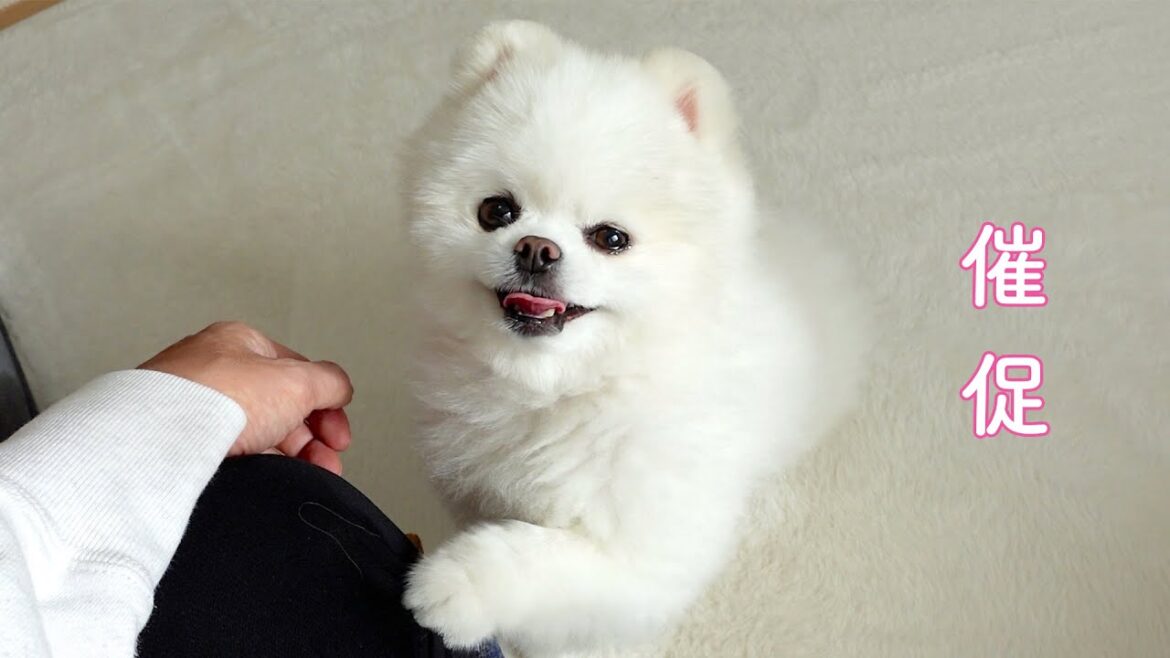 撫でてほしいと催促してくるポメラニアン