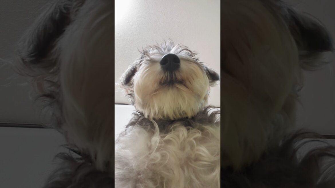 下から見るミニシュナ #miniatureschnauzer #schnauzer #dog #ミニチュアシュナウザー #シュナウザー #犬のいる生活