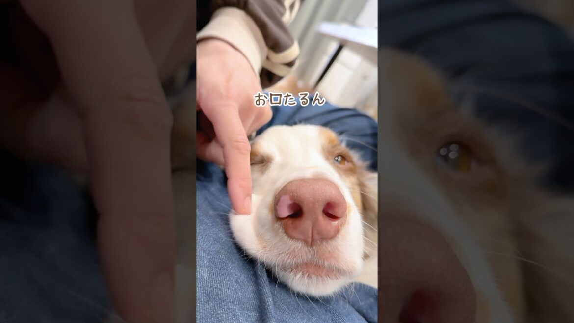 膝枕が好きすぎる犬達が可愛いすぎて癒し🤤♡【ボーダーコリー・オーストラリアンシェパード】#shorts