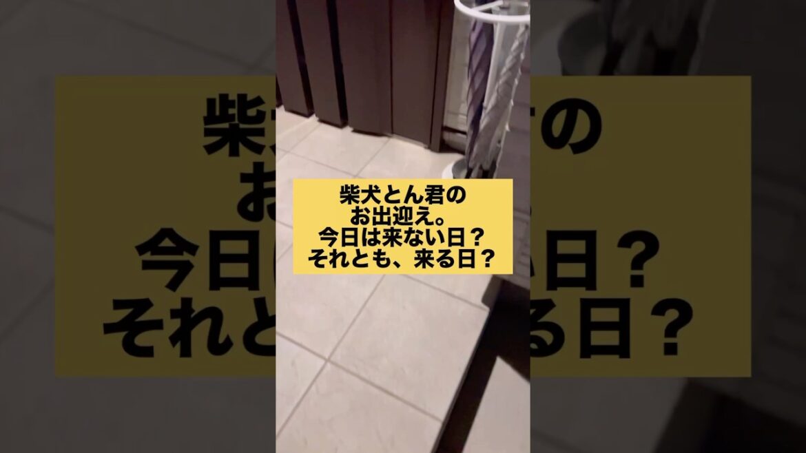 どっち？　#柴犬　#柴犬とん