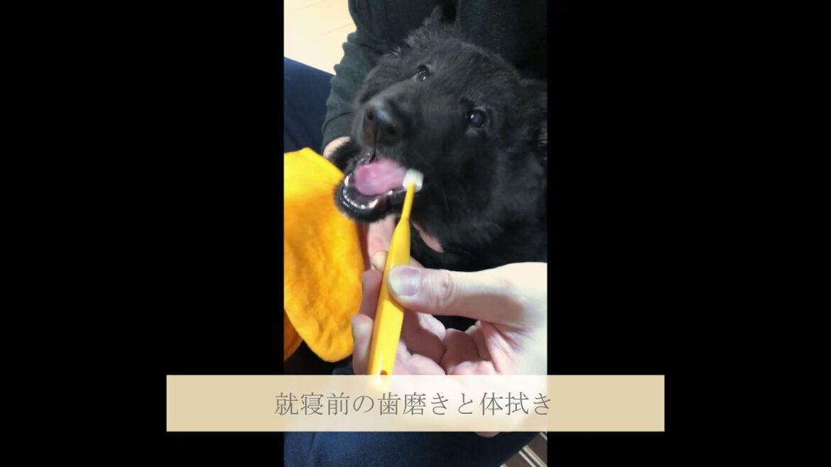 【3日目】新しいおもちゃはスリッパ♪噛み心地が最高なんだ！雨の日でも退屈しないな～♪初めての歯磨きはなんだか不思議だったけど…パパも初めてにしてはなかなか上手だったと思うよ（笑）
