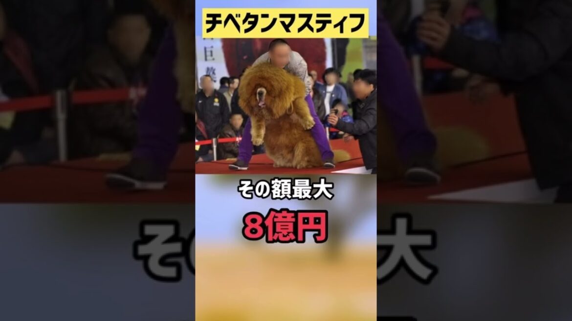 チベタンマスティフ　ショートver ライオンとされた犬　かわいそうな犬