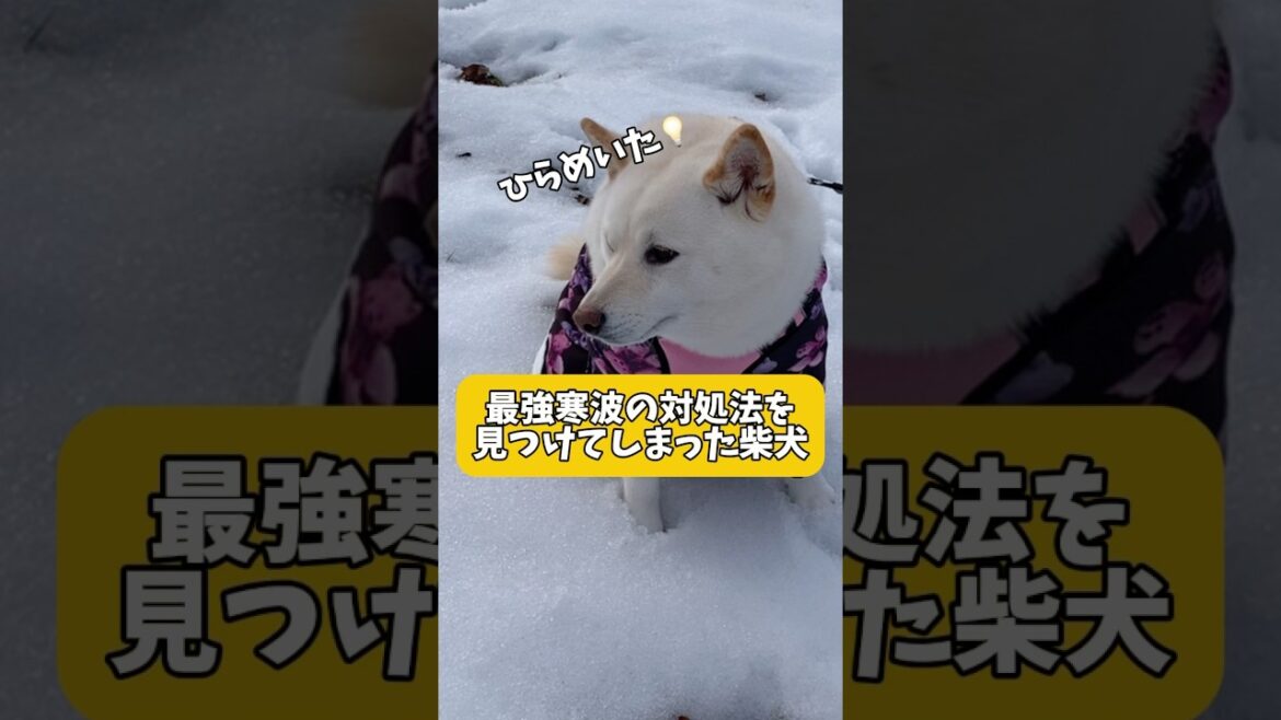 最強寒波への対処法とは…  #shorts #柴犬 #犬 #dog