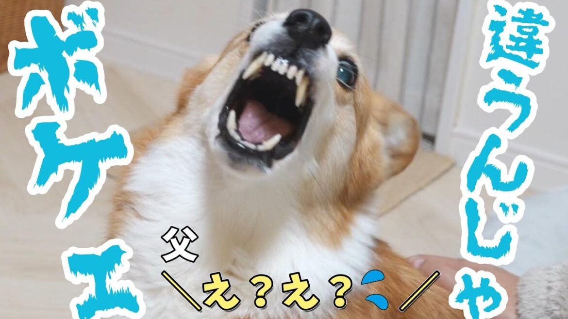 父の撫で方が悪くてブチギレるコーギー犬 父の撫で方が悪くてブチギレるコーギー犬
