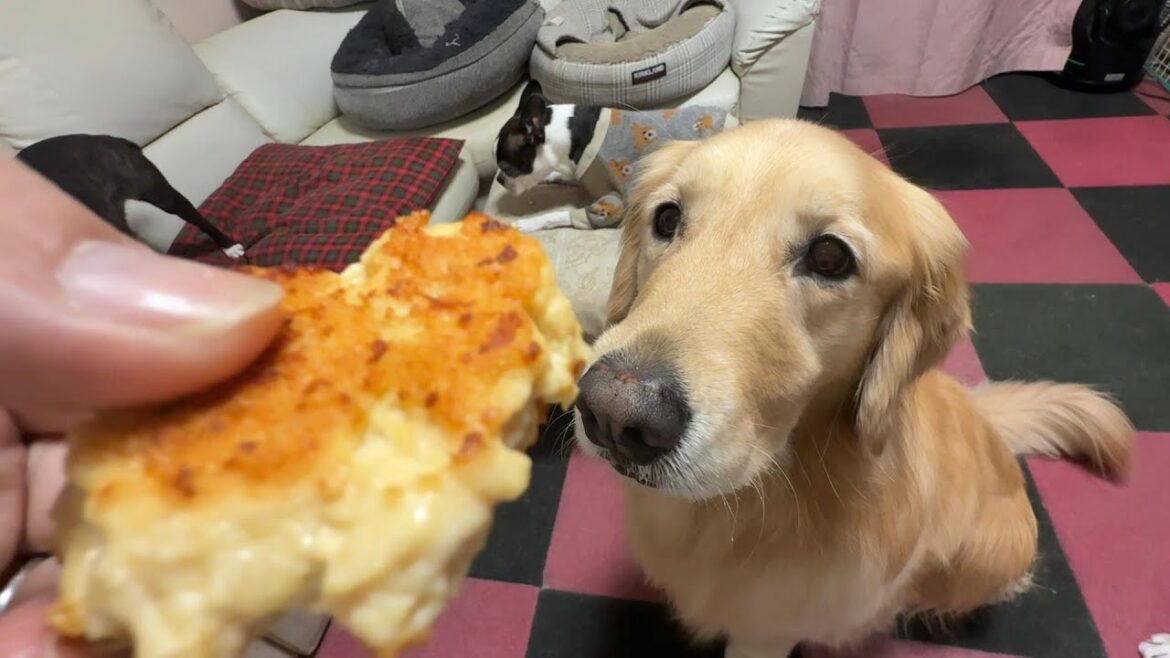 【障害者パパの手作り】鶏ミンチで作るナゲットが愛犬達に大好評でしたw 【障害者パパの手作り】鶏ミンチで作るナゲットが愛犬達に大好評でしたw