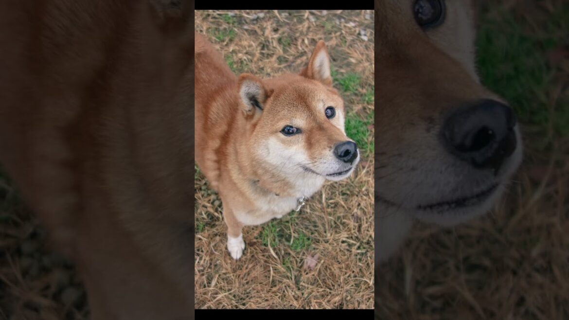 I Will Always Love You #噛む犬 #柴犬 ＃保護犬達の楽園