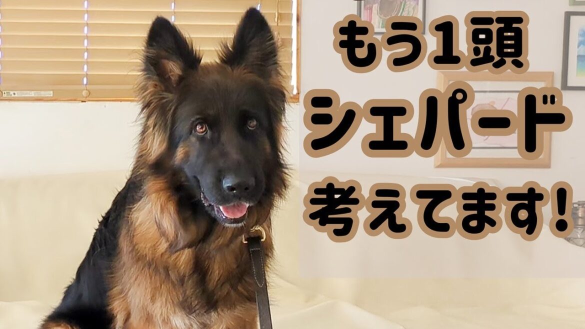 【ジャーマンシェパード】２頭目はブリーダーさんからか、保護犬シェパードはどうか、いろいろ考えてみました🙂