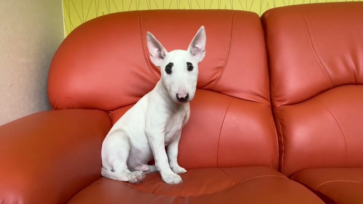 ミニチュアブルテリア