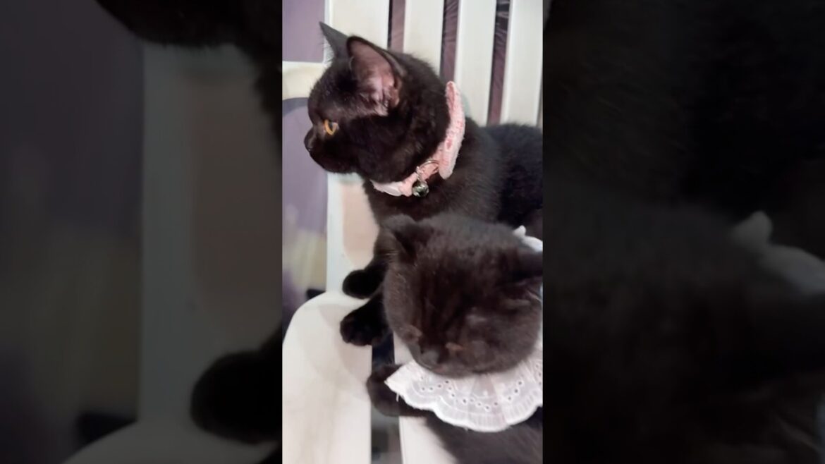 Kitten day ! #newmusic #cat #popmusic #subscribe #cat #kittencomedy #cuteanimal #comment #music