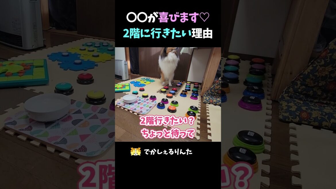 〇〇が喜びます♡2階に行きたい理由【会話ボタンでしゃべる犬】 #shorts #dog