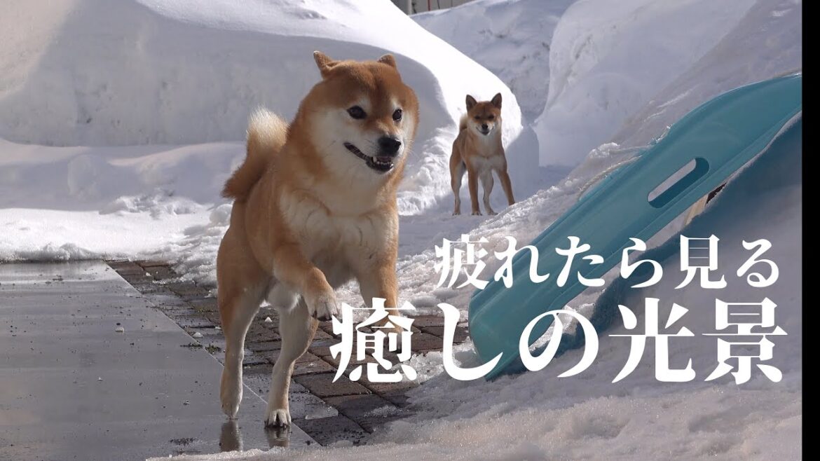 除雪したての庭へ柴犬を誘う/冬の幸せな1ページが、これ。