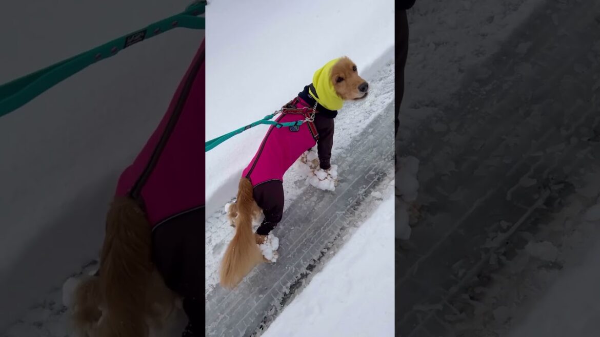 雪玉まみれ犬〜速攻帰ってお風呂で取る #shorts