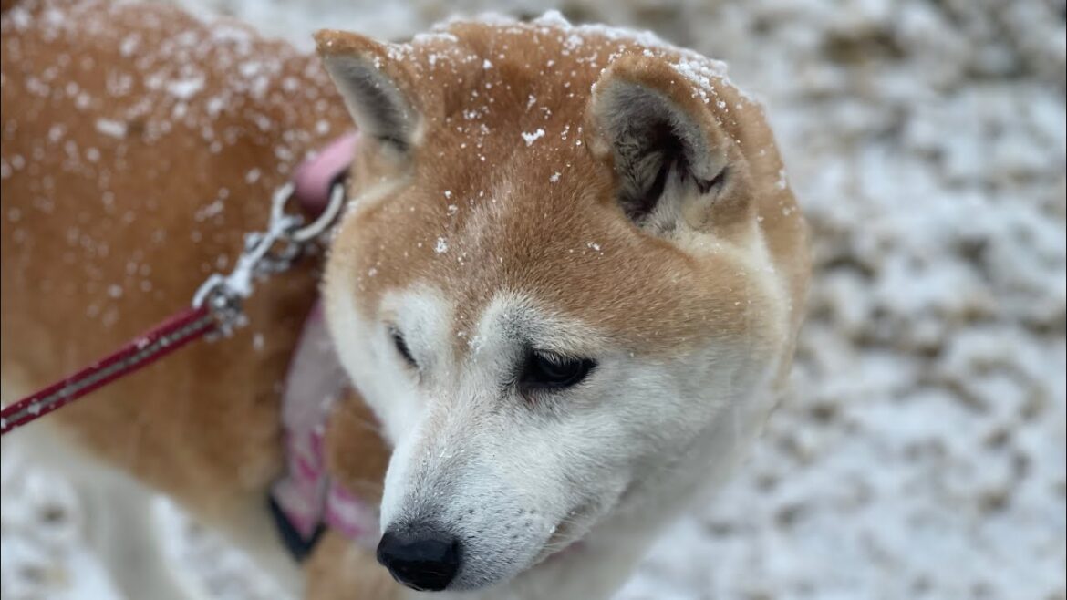 雪降る公園でパパを待ち続ける柴犬 A Shiba Inu waiting for her owner in the snow 雪降る公園でパパを待ち続ける柴犬 A Shiba Inu waiting for her owner in the snow