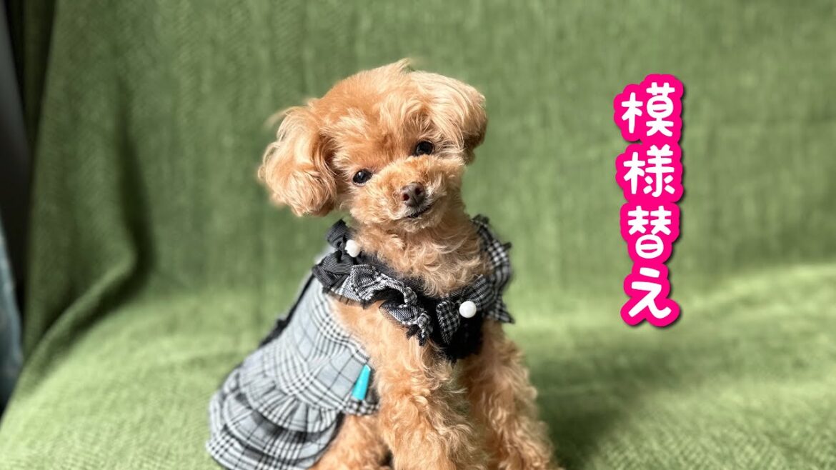 6年間ほぼ変化がなかった部屋をついに模様替え!【Giipet ソファカバー】【トイプードルのコロン】 6年間ほぼ変化がなかった部屋をついに模様替え!【Giipet ソファカバー】【トイプードルのコロン】