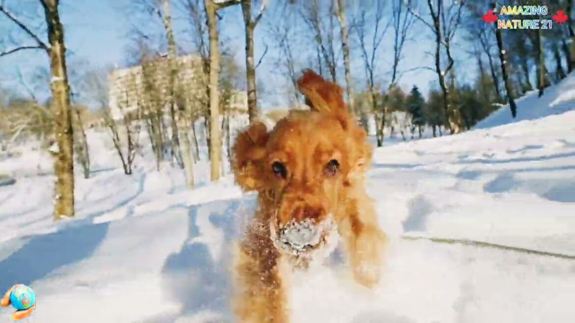 SPANIEL