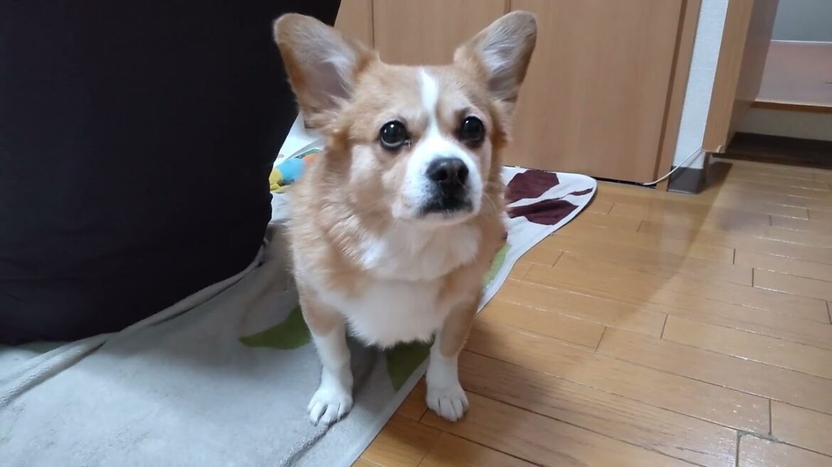 今朝のちょび【ちょび】【コーギー×ペキニーズ】