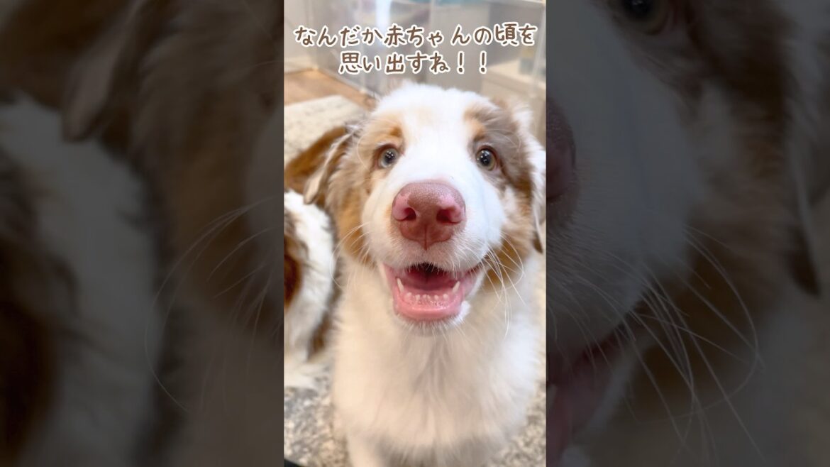 引っ張り合いっこをしてると顔が幼くなる犬が可愛い😍【オーストラリアンシェパード】#shorts 引っ張り合いっこをしてると顔が幼くなる犬が可愛い😍【オーストラリアンシェパード】#shorts