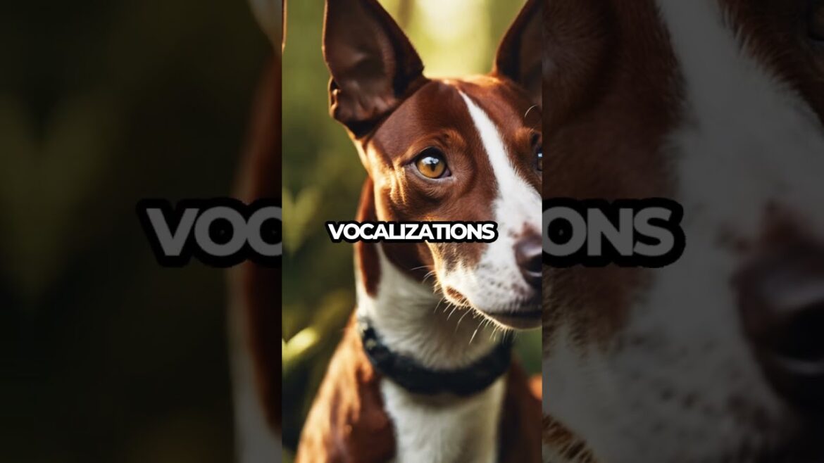 Meet the Basenji: The Dog That Yodels Instead of Barks!