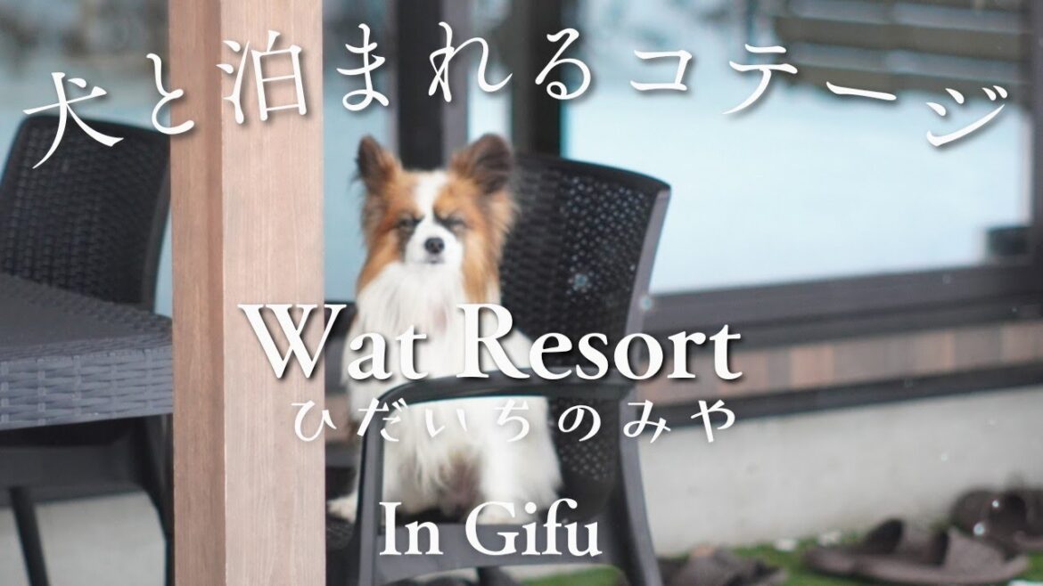 【Wat Resort いぬとサウナ】飛騨高山愛犬と泊まれるコテージに行ってきました【パピヨン】
