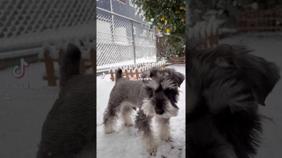 【ミニチュアシュナウザー】珍しく雪積もってるよ。2025年2月7日9時なう⛄️🐕‍🦺#大雪警報 #水道管 #凍結 #注意⚠️#ミニチュアシュナウザー #レミオ #粉雪