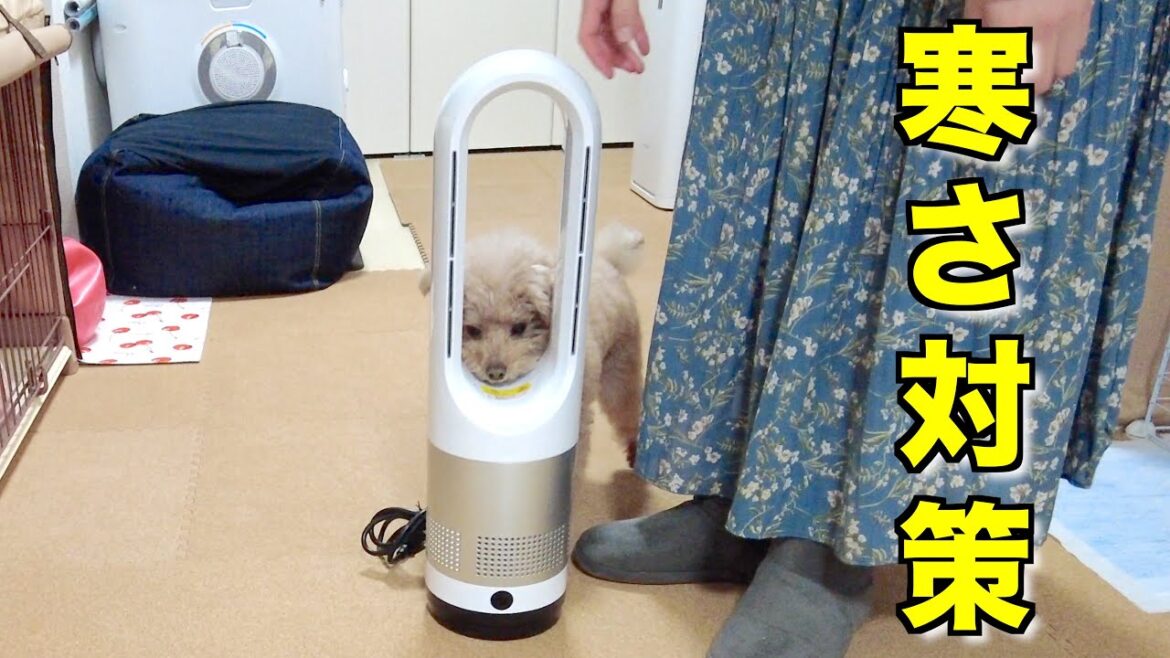 我が家の寒さ対策を強化したら兄犬がずっと興味津々でしたｗ