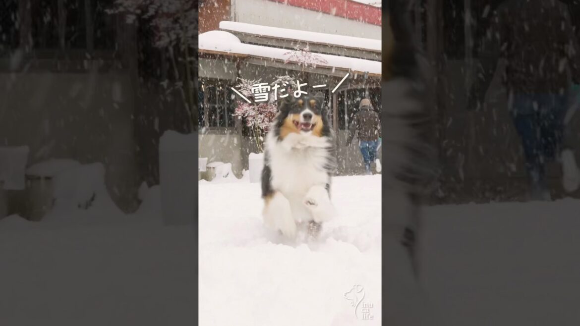雪が大好きなボーダーコリーとオゥシー　#ボーダーコリー #オーストラリアンシェパード #dog