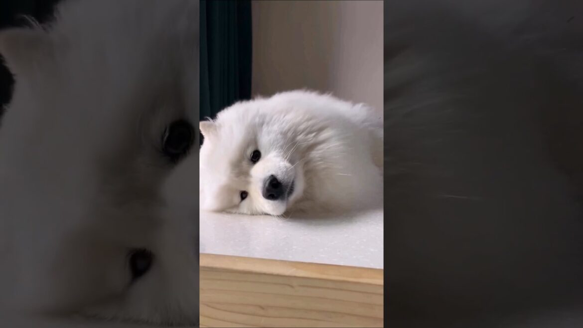 サモエドさん見て癒やされたら寝ろwww #動物 #イヌ #サモエド