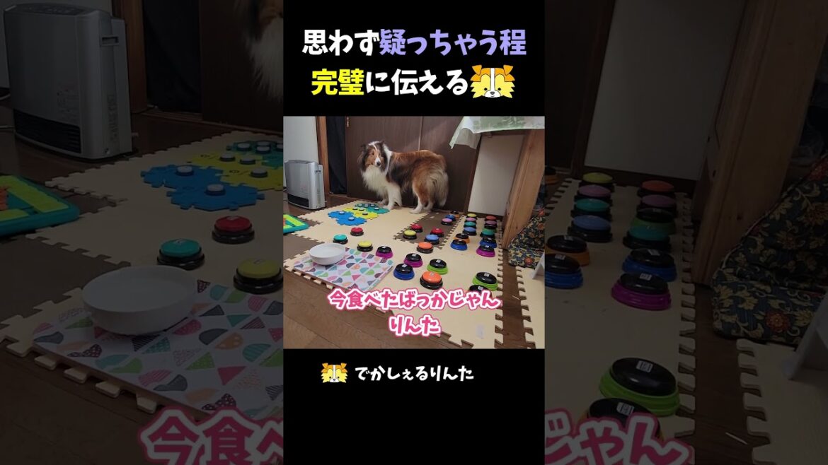 思わず疑っちゃう程完璧に伝えるシェルティ【会話ボタンでしゃべる犬】 #shorts #dog #犬