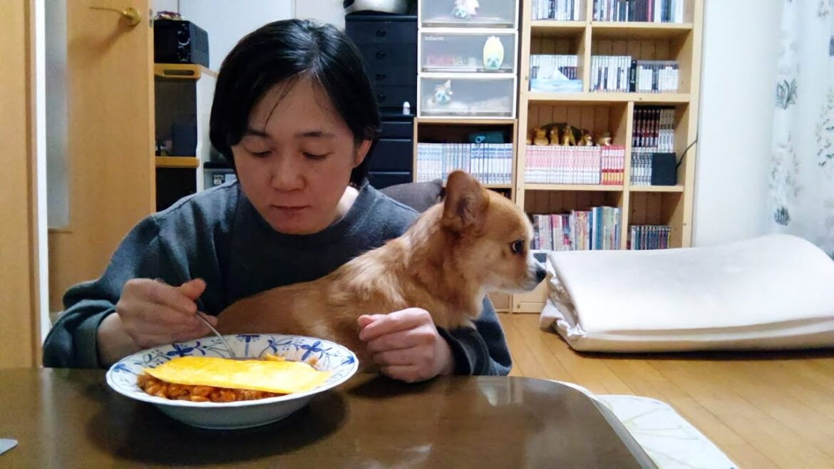 今日のご飯「オムライス」【ちょび】【コーギー×ペキニーズ】