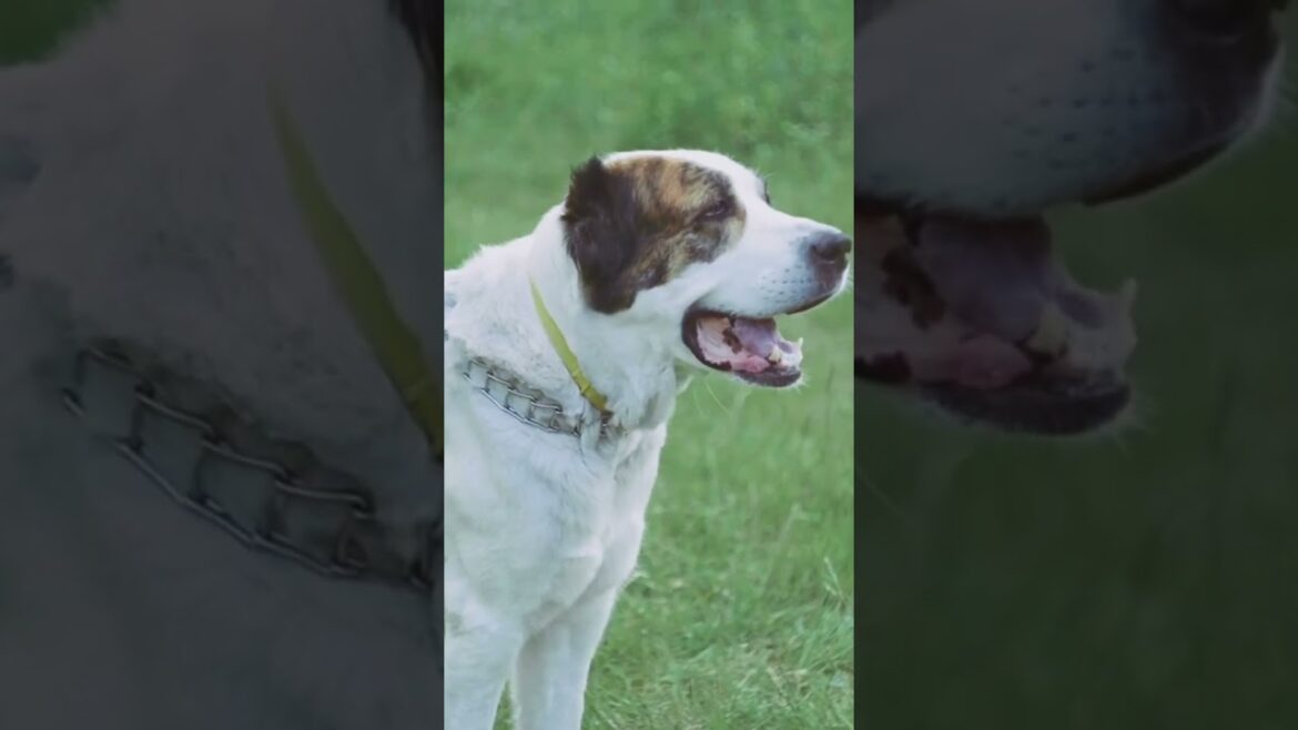 “Discover the World’s Oldest Dog Breed!!” #basenji #dogfacts #doggie #pets #funfacts #doglover #fyp