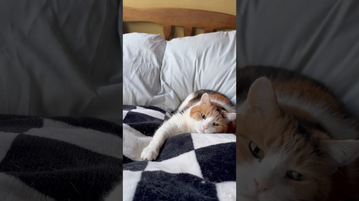 【三毛猫】私と一緒に起きるミケ