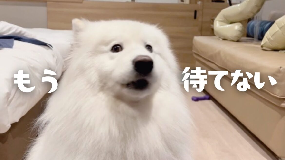 早くステーキを食べたくて待ちきれないサモエドが可愛すぎました笑