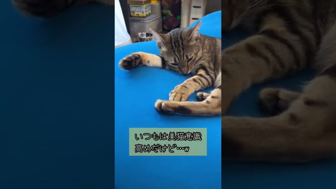 【ベンガル×シンガプーラ】眠すぎて美意識が薄れる猫【＃shorts】