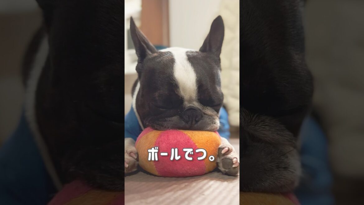 本日のきいろさん/先着１名プレゼント？/ボストンテリア