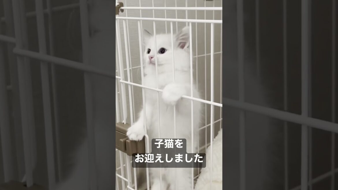 Vlog #1｜ラグドールの子猫のお迎え初日 #shorts #テミー #ラグドール #猫 #子猫 #アンダーテール