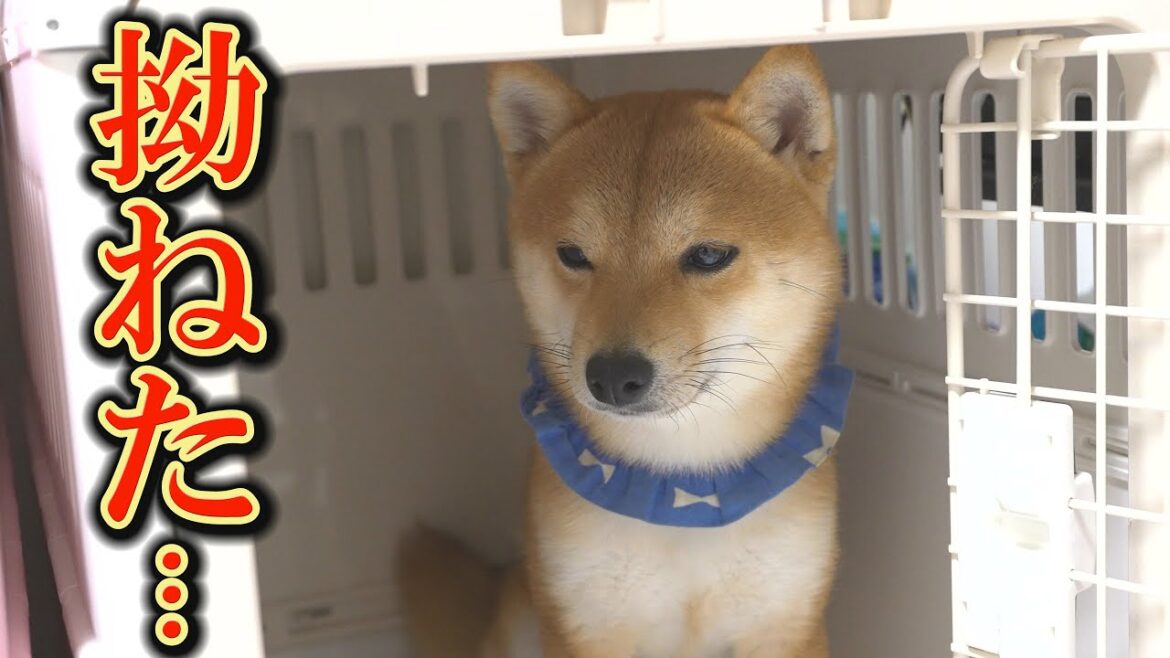 誰にも相手にされなくなった子犬が、とうとういじけてしまいました・・・