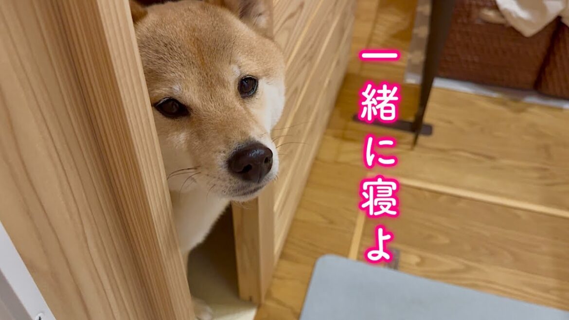 ママと一緒じゃないと寝たくないと言い張る柴犬の行動が可愛過ぎました
